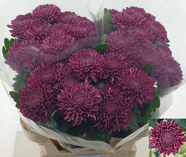<h4>CHR G BIGOUD PURP</h4>