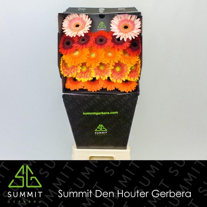 <h4>Germini Mix Autumn Diamond</h4>