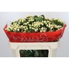 Hypericum Cool Romance Spray