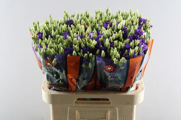 <h4>Eust G Rosita Blue</h4>