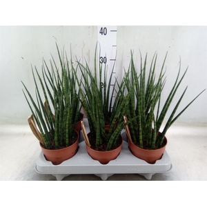 Sansevieria  'Fernwood'