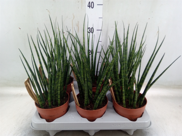 <h4>Sansevieria  'Fernwood'</h4>