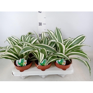 Dracaena frag. 'White Jewel'