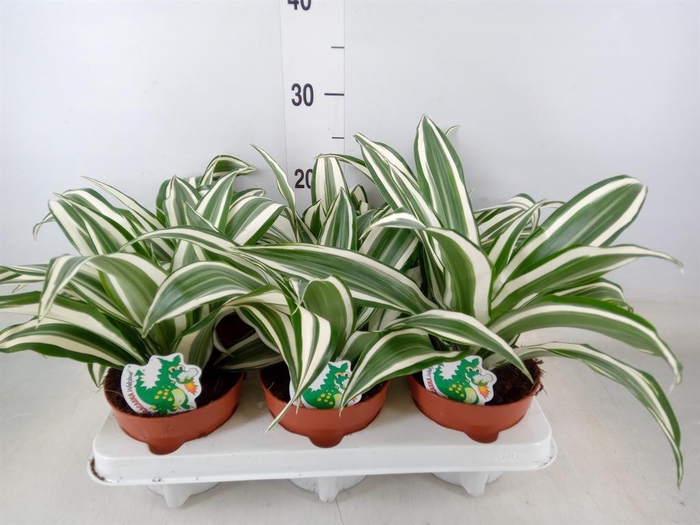 <h4>Dracaena frag. 'White Jewel'</h4>