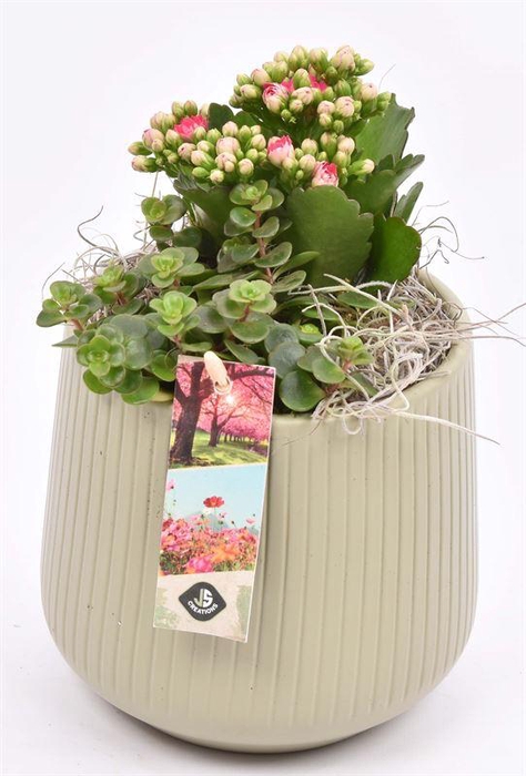 <h4>Touwmand naturel 18cm</h4>