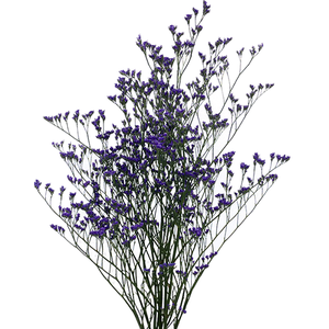 LIMONIUM 060 CM ROXO
