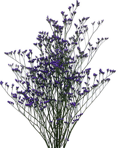 LIMONIUM 080 CM ROXO