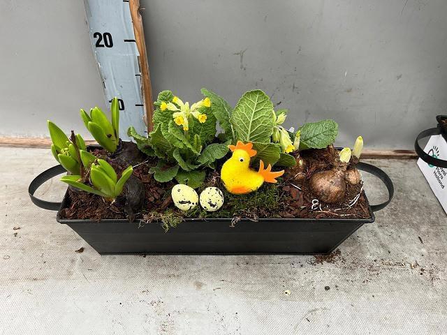 <h4>ARR BOL KNOLGEWAS</h4>