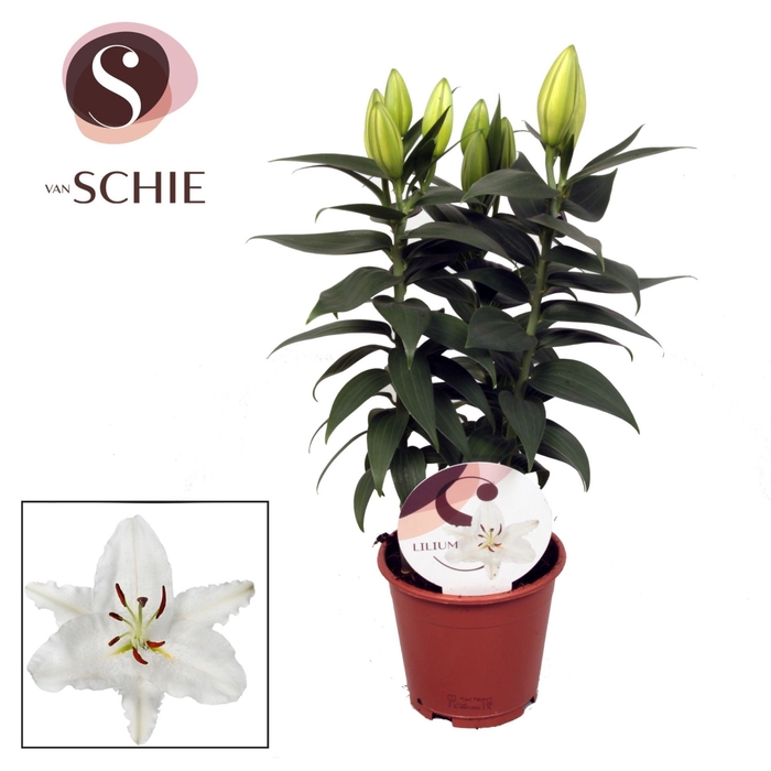 <h4>Lilium White Souvenir</h4>