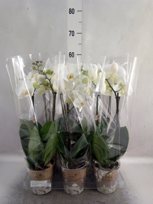 <h4>Phalaenopsis   ...white</h4>