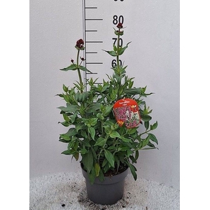 Centranthus ruber   ...