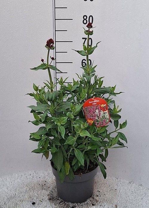 <h4>Centranthus ruber   ...</h4>