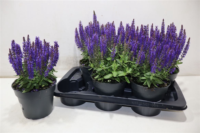 <h4>arr8 Salvia Ne Se Dp Blue</h4>