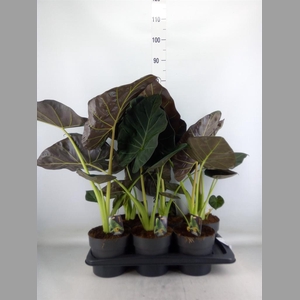 Alocasia   ...