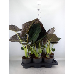 Alocasia   ...
