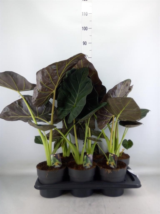 <h4>Alocasia   ...</h4>