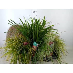 Carex   ...mix