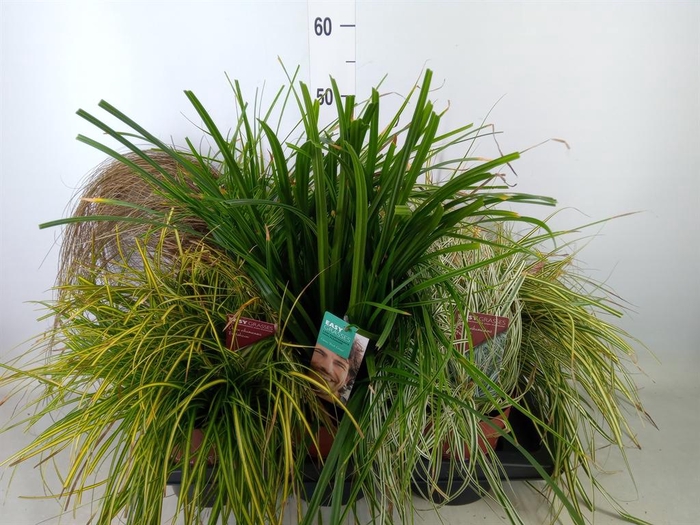 <h4>Carex   ...mix</h4>