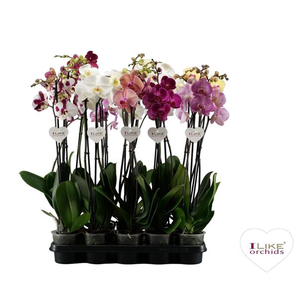 <h4>Phalaenopsis donkere mix - 2 tak 70cm</h4>