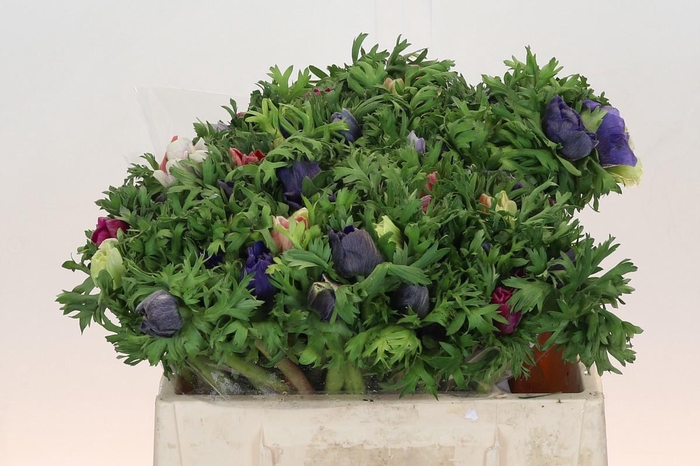 <h4>ANEM GEM BS</h4>