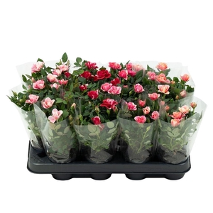 Nolina Special Roses Ø 7 cm. Special Mix blanco sleeve