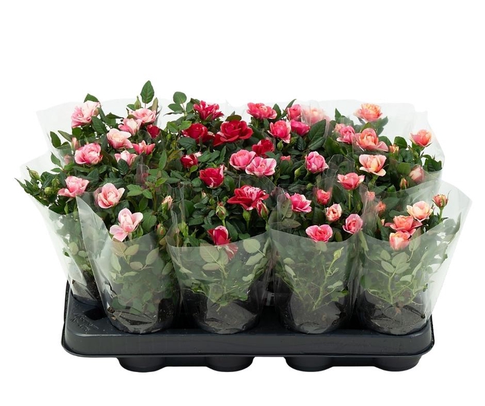<h4>Nolina Special Roses Ø 7 cm. Special Mix blanco sleeve</h4>