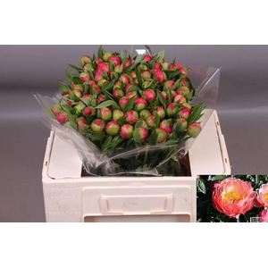PAEONIA CORAL CHARM
