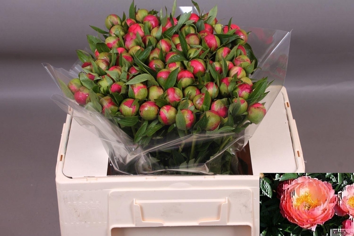 <h4>PAEONIA CORAL CHARM</h4>