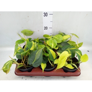 Philodendron scand. 'Brasil'