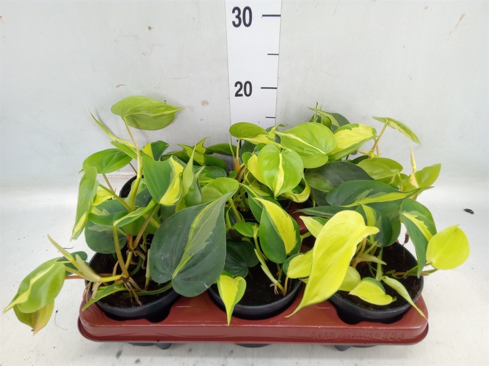 <h4>Philodendron scand. 'Brasil'</h4>