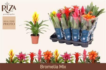 <h4>Bromelia Gem 6 Srt</h4>