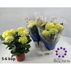 HYDR M SAX BRI WHITE