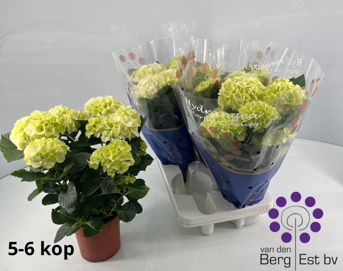 <h4>HYDR M SAX BRI WHITE</h4>