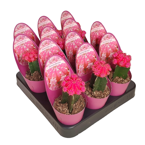 <h4>GYMNOCALYCIUM CACTUS GRAFTED -FUCHSIA/ROSE - POT Ø 6,5 - COLLECTION WITH POTCOVER (CACTUS)</h4>