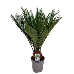 Cycas Revoluta 9+ Leaves