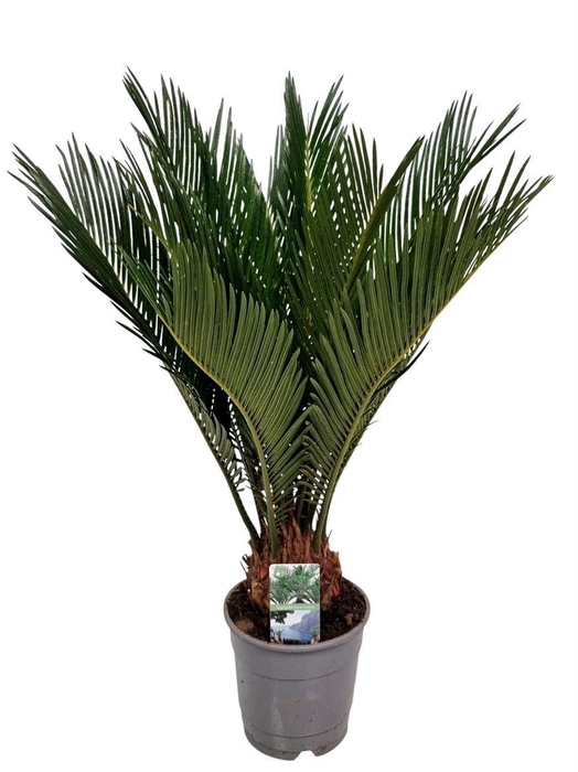 <h4>Cycas Revoluta 8+ Blad</h4>