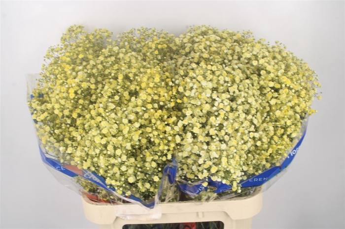 <h4>Gyps Klb Yellow</h4>