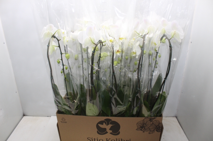 <h4>PHALAENOPSIS CASCATA P12 BRANCO</h4>