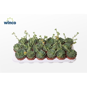 Echeveria Ramilette (Flowering)