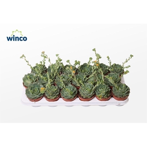 Echeveria Ramilette (Flowering)