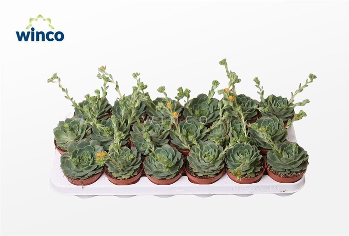 <h4>Echeveria Ramilette (Flowering)</h4>