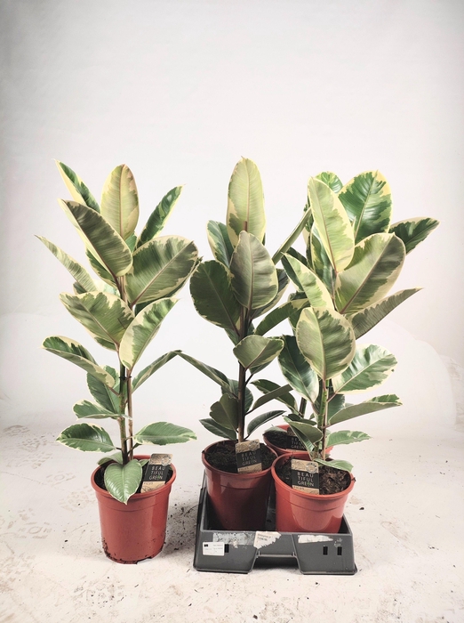 <h4>Ficus elastica Tineke 85cm</h4>
