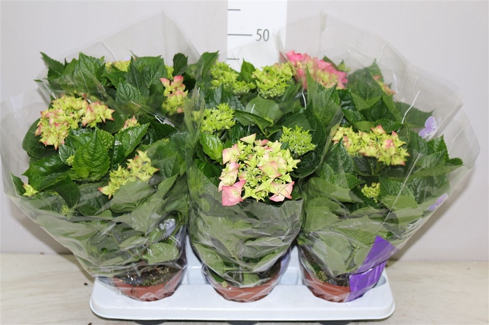 <h4>Hydrangea Early Rosa 5-7</h4>