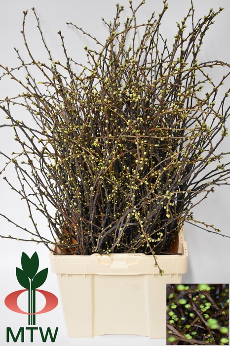 <h4>KERSENBLOESEM P BOS</h4>