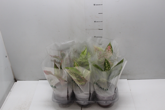 <h4>AGLAONEMA VARIADA P12</h4>