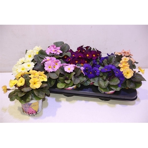 arr8 Prim Ac Obsid Gem