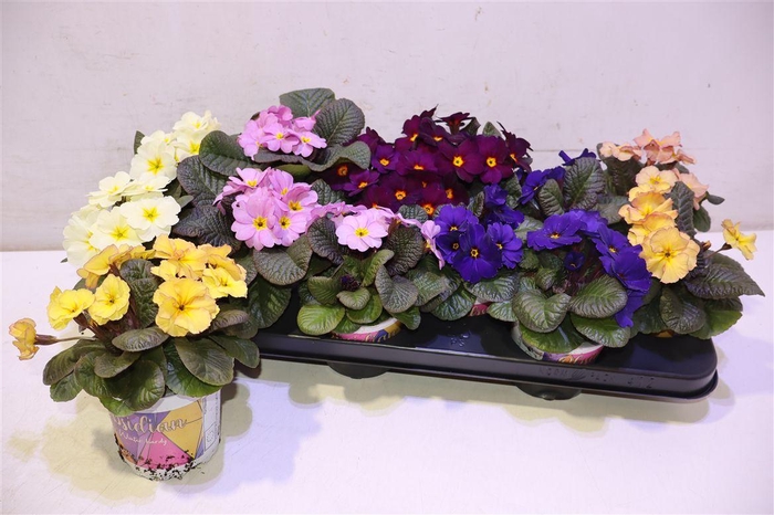 <h4>arr8 Prim Ac Obsid Gem</h4>