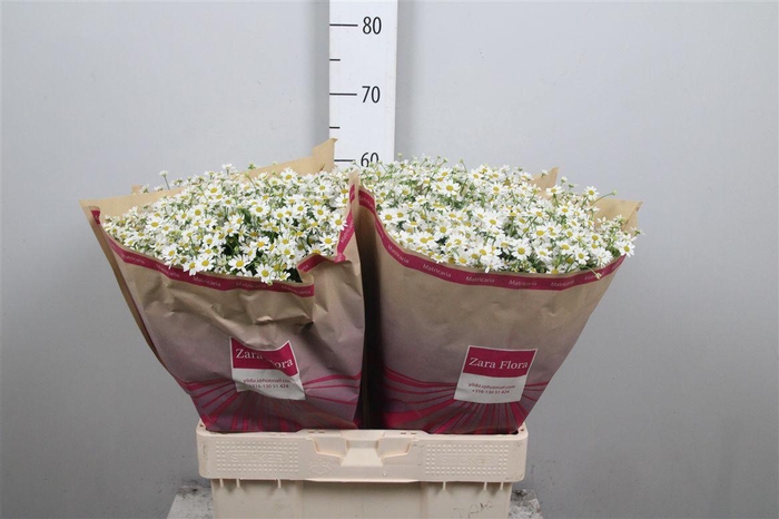 <h4>Tana Pa Cameron</h4>