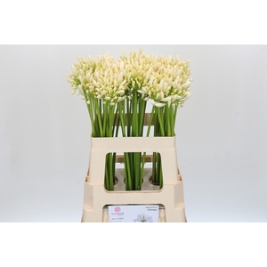 Agapanthus Gletsjer