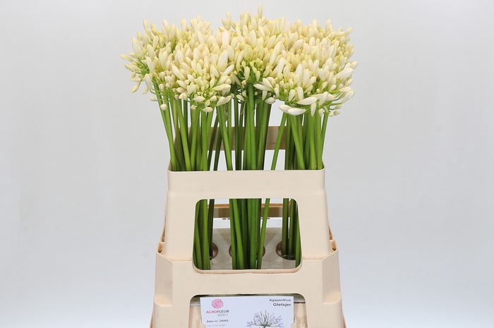 <h4>Agapanthus Gletsjer</h4>